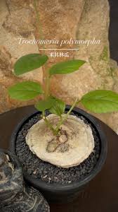 Image result for Trochomeria polymorpha