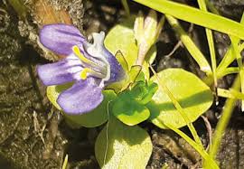 Image result for Linderniaceae