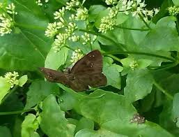 Image result for Tragia lasiophylla