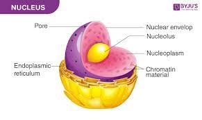 Maybe you would like to learn more about one of these? What Is A Nucleus Structure And Function Of Nucleus