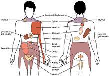 Dermatome Anatomy Wikipedia