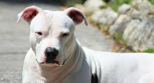 Bước đầu, hai con chó được xác định là giống pitbull dòng đại. Cho Pitbull Cáº¯n Cháº¿t Anh Trai Cá»§a Chá»§ Táº¡i Ha Ná»™i Sputnik Viá»‡t Nam