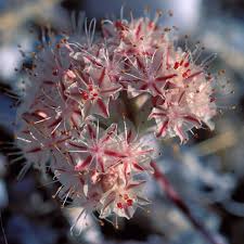 Image result for Eriospermum flexuosum