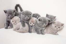 Satilik Kedi Izmir Satilik Kedi Yavrulari