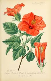 dessin de fleur de jardin 0107 hibiscus rose de chine hibiscus rosa sinensis jpg dessins plantes et fleurs dessin de fleur dessin plante dessins botaniques