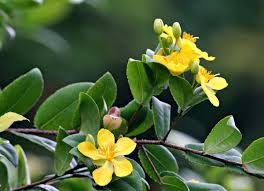 Image result for Hypericum humbertii