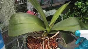Get orchid care instructions for different orchid types that grow well indoors. Phalaenopsis Orchid Care Trimming Dead Roots Removing Old Orchid Blooms Cleaning Orchid Leaves Youtube