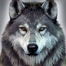 Anime Black And Brown Wolf Wolf Fans Followme Handicraftmaking Diy Beautiful Wolf Crafts Activities Gifts Decor Handmade Wolves Decoratio Wolf Pictures Wolf Spirit Animal Wolf Dog