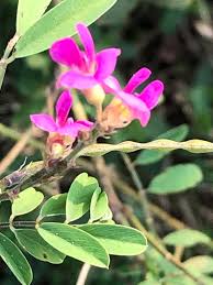 Image result for Tephrosia paradoxa