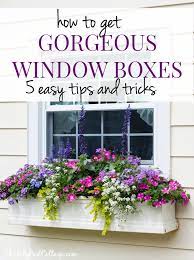 Check spelling or type a new query. 5 Tips For Gorgeous Window Boxes The Lilypad Cottage