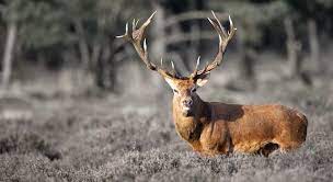 Deer are beautiful animals, as long as they stay away from your yard. Why Does A Deer Need Antlers Trivia Questions Quizzclub