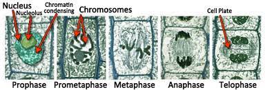 A description of the differences in telophase between plant and animal cells is also required. Image Of Mitosis In Plant Cells Mitosis Plant Cell Meiosis