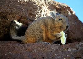 Guadeloupe is an archipelago and overseas department and region of france in the caribbean. Chile Tiere Lander Chile Goruma