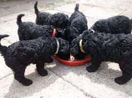 Use the filters below to find pedigree puppies for sale near you. Kerry Blue Terrier Vs Bedlington Terrier Breed Comparison