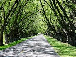 Tunnel Of Trees Tunnel Of Trees Michigan Michigan Travel Michigan Vacations