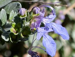 Some of the new world species are annuals. Growing Teucrium Fruticans Bush Germander