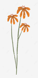 Discover transparent background images and illustrations. Flower Transparent Background Flower Cartoon Png