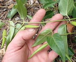 Image result for Vincetoxicum cernuum