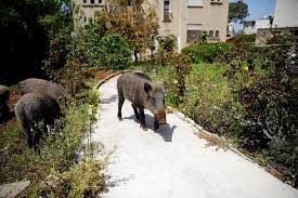 The purpose of the study is to determine whether the mosquitoes in the human wild boar conflict areas carrying the japanese encephalitis virus (jev) that act as the vector for the disease transmission. Pasangan Suami Istri Di Israel Mau Cerai Gara Gara Babi Hutan Dunia Tempo Co