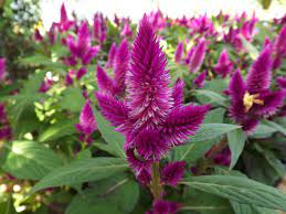 Pin On Plant Wishlist
