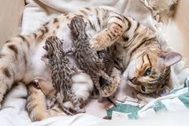 Understanding De Worming Regimes For Pregnant Queens And Newborn Kittens Medicanimal Com