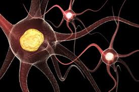 Multiple sclerosis (ms) is an unpredictable disease of the central nervous system that disrupts the flow of information within the brain, and between the brain and body. Ms Multippel Sklerose Nhi No