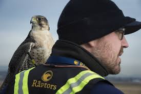 Vancouver airport's raptors help keep the runways safe