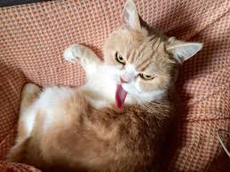 Disi Kedi Kisirlastirmanin 5 Onemli Faydasi Veterinerhekimligi