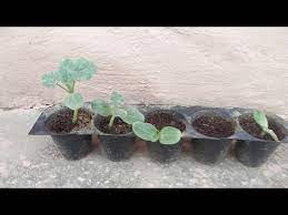 Make sure they have full sun, which is at. Watermelon From Seeds How To Grow Watermelon From Seed English Youtube