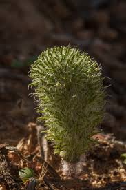 Image result for Eriospermaceae