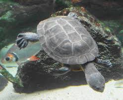 ジェフロアカエルガメ - Wikipedia