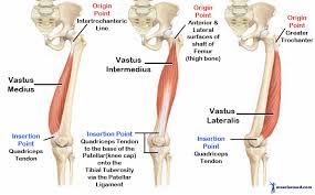 Tendon length is determined by genetic predisposition, and has not been shown to either increase or decrease in response to environment, unlike muscles, which. A New Muscle Your Tensor Of The Vastus Intermedius