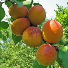 Propagation apricot trees are usually propagated vegetatively to maintain the desirable genetic death of young blossoms and associated twigs and leaves; Goldcot Apricot Tree Uk Hardy Apricot Fruit Trees For Sale