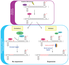Genes Free Full Text Abnormal Base Excision Repair At Trinucleotide Repeats Associated With Diseases A Tissue Selective Mechanism Html