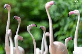 Metal leaves to join the academy team. Rosa Flamingo Tiergarten Schonbrunn
