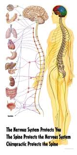 Nervous System Poster Life Sized