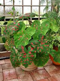 Q.will my caladium bulbs grow? Ac63b1 Jpg 648 869 Pixels Plants Container Plants Shade Plants