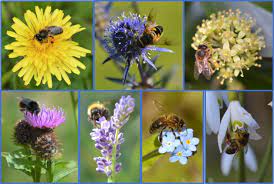 They are known for their construction of perennial colonial nests from wax, the large size of their colonies, and surplus production and storage of honey. Practical Beekeeping Queen Rearing In Northumberland Blog