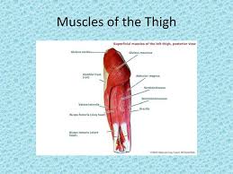 Play games, take quizzes, print and more with easy notecards. Anatomical Model Labeled Ppt Download