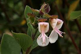 Image result for Syncolostemon