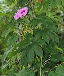 Image result for Ipomoea involucrata
