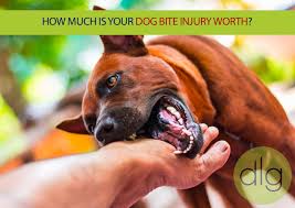 Sometimes, the two sides (dog owner and injured person) can reach a fair settlement without resorting to the court process. Can You Sue For A Minor Dog Bite Injury In California
