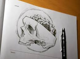 642 Things To Draw A Brain Easy Skull Drawings Brain Drawing Easy Drawings Sketches