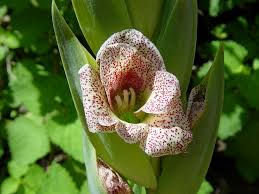 Image result for Gladiolus ecklonii