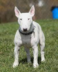 resultat de recherche d images pour bull terrier ブルテリア テリア