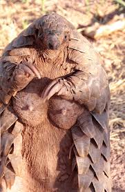 There are 242 pangolin scales for sale on etsy, and they cost $24.14 on average. It S Not Easy Being A Pangolin Well Tough Titties That S The Price Of Being Awesome Album On Imgur