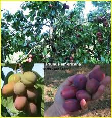 الخوخ الامريكي او برقوق امريكي prunus americana قسم الفواكه النبات معلومات نباتية وسمكية معلوماتية prunus fruit plum