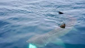 Basking Shark Sighting Thrills Marine Enthusiasts