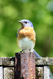 Birds Native To Pennsylvania Celebrate Pennsylvania Bird Day March 21 Birds Wildlife Animals