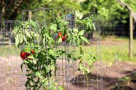 48 tall tomato ring cage, galvanized wire hydroponics with connector. How To Use Tomato Cages Hgtv